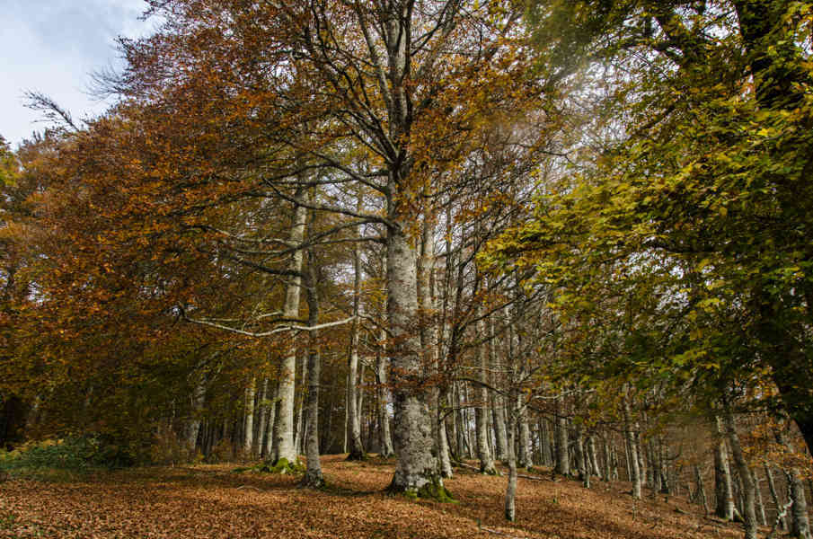 Comunidad Foral de Navarra 054 - Selva de Irati.jpg